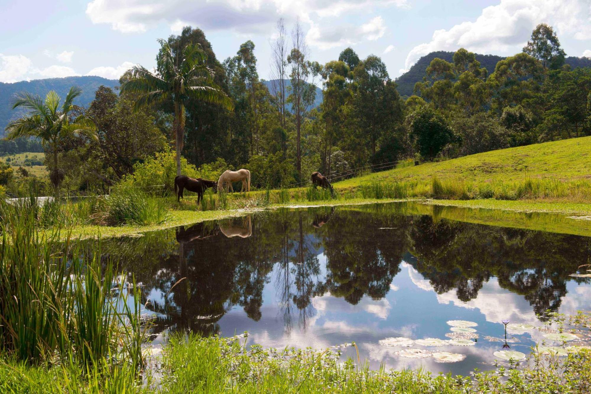 Nimbin Waterfall Retreat Hotel Exterior photo